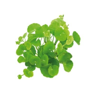 Hydrocotyle
