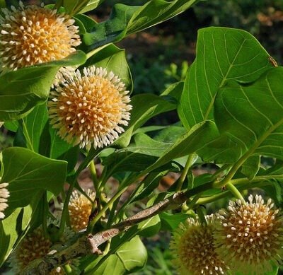 Sarcocephalus latifolius (Le Pêcher Africain)