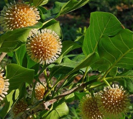 Sarcocephalus latifolius (Le Pêcher Africain)