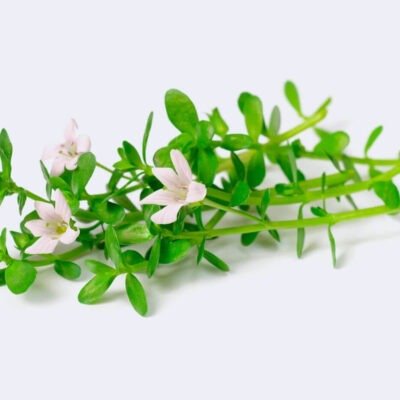 Bacopa