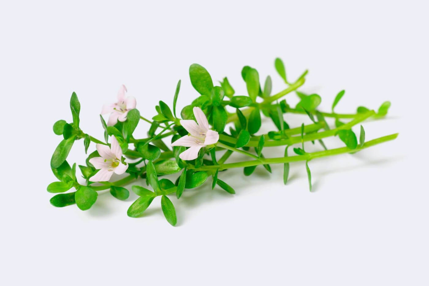 Bacopa